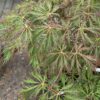 Acer pseu. 'Ice Dragon'