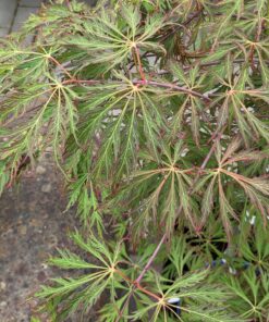Acer pseu. 'Ice Dragon'
