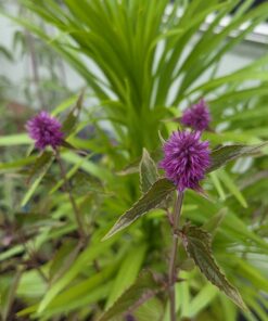 AGASTACHE h. 'Beelicious'® Purple