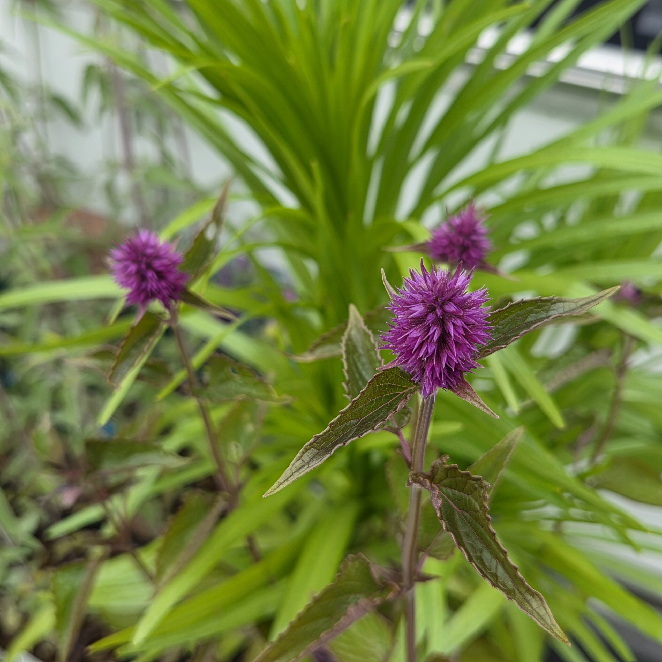 AGASTACHE h. 'Beelicious'® Purple