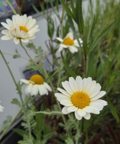 ANTHEMIS tin.'Sauce Hollandaise'