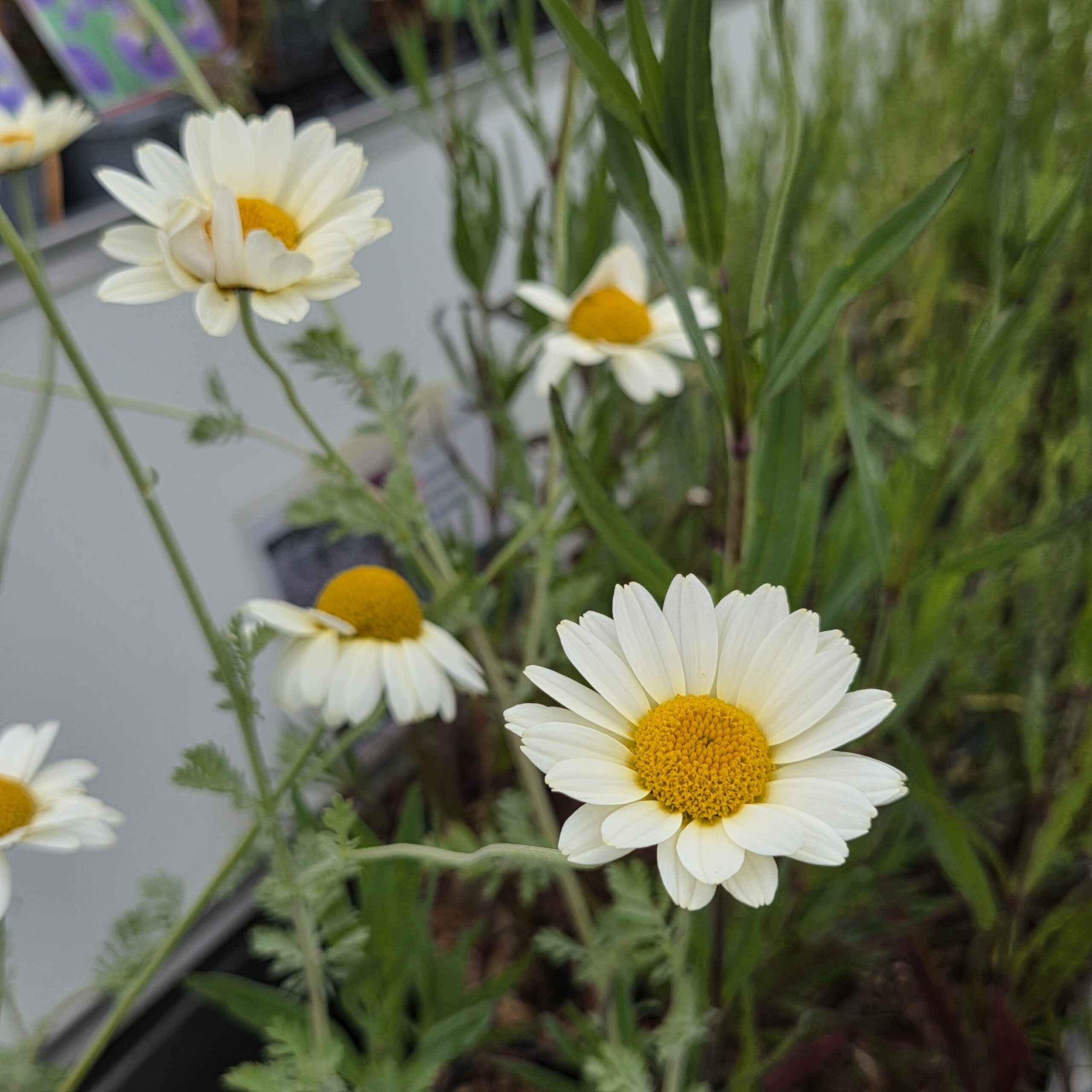 ANTHEMIS tin.'Sauce Hollandaise'