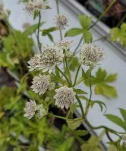 Astrantia hybrid 'Star of Billion'
