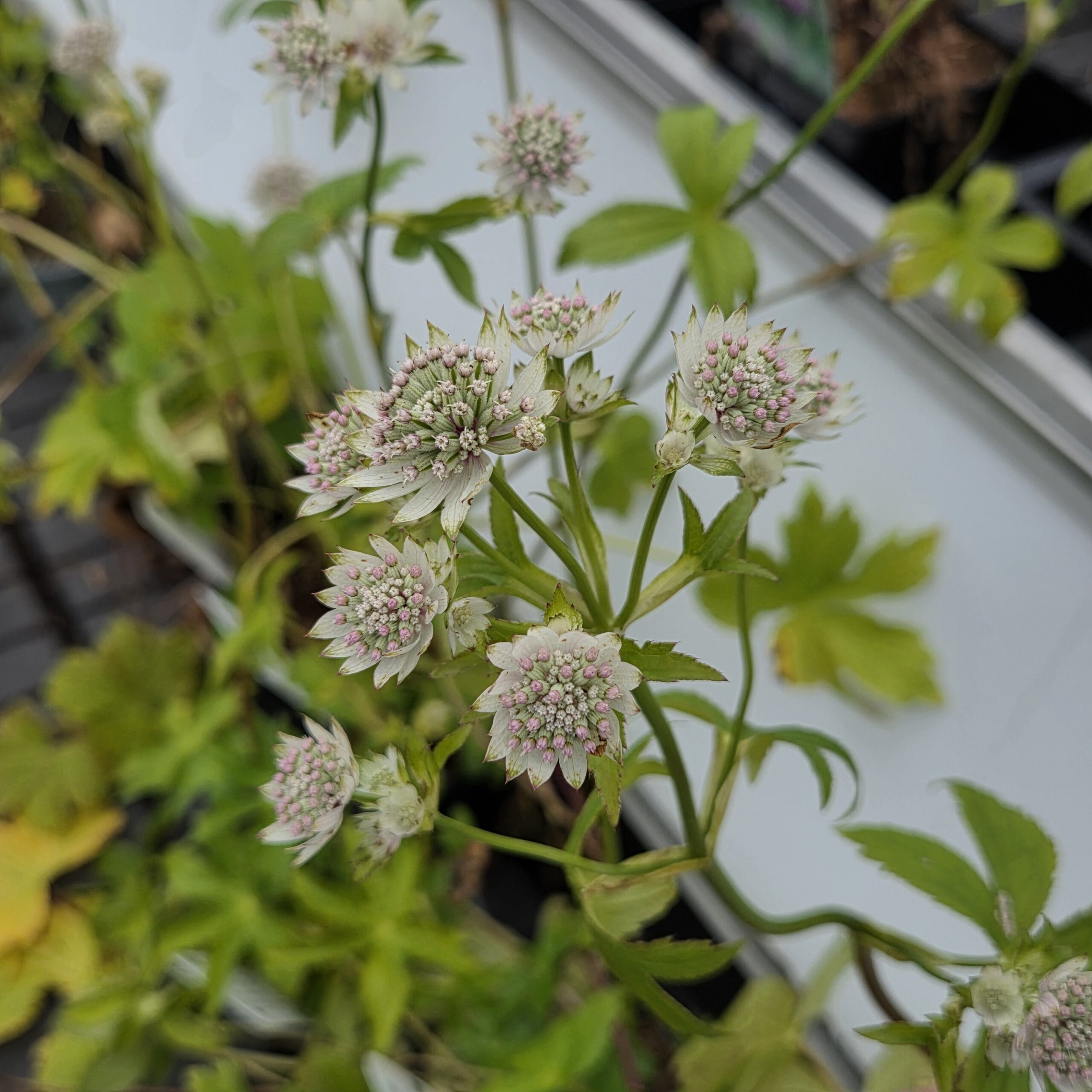 Astrantia hybrid 'Star of Billion'