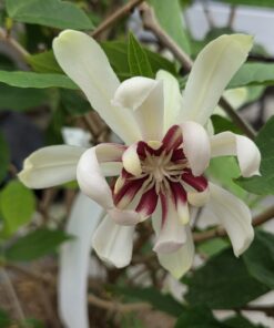 Calycanthus 'Venus'
