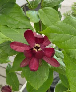 Alternative view of Calycanthus raulstonii 'Aphrodite'