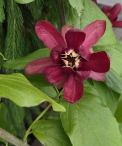 Calycanthus raulstonii 'Aphrodite'