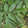 Castanea sativa