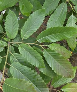 Castanea sativa