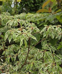 Cornus controversa 'Variegata'