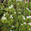 Cornus kousa 'China Girl'