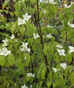 Cornus kousa 'China Girl'