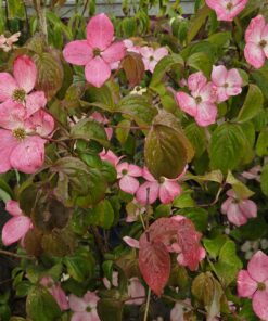 Cornus kousa 'Heart Throb'