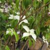 Cornus kousa 'Roberts Select'