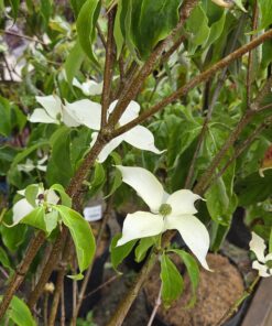 Cornus kousa 'Roberts Select'