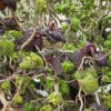 Corylus avellana 'Annys Red'