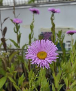 ERIGERON hybrid 'Rosa Juwel'