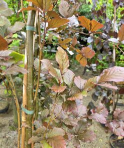 Fagus sylvatica 'Dawyck Purple'