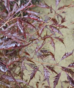 Fagus sylvatica 'Midnight Feather'