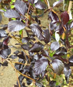 Fagus sylvatica 'Purpurea Pendula'