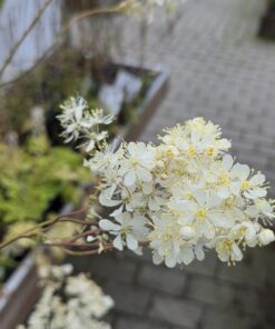 FILIPENDULA vulgaris