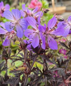 GERANIUM pratense 'Midnight Reiter'