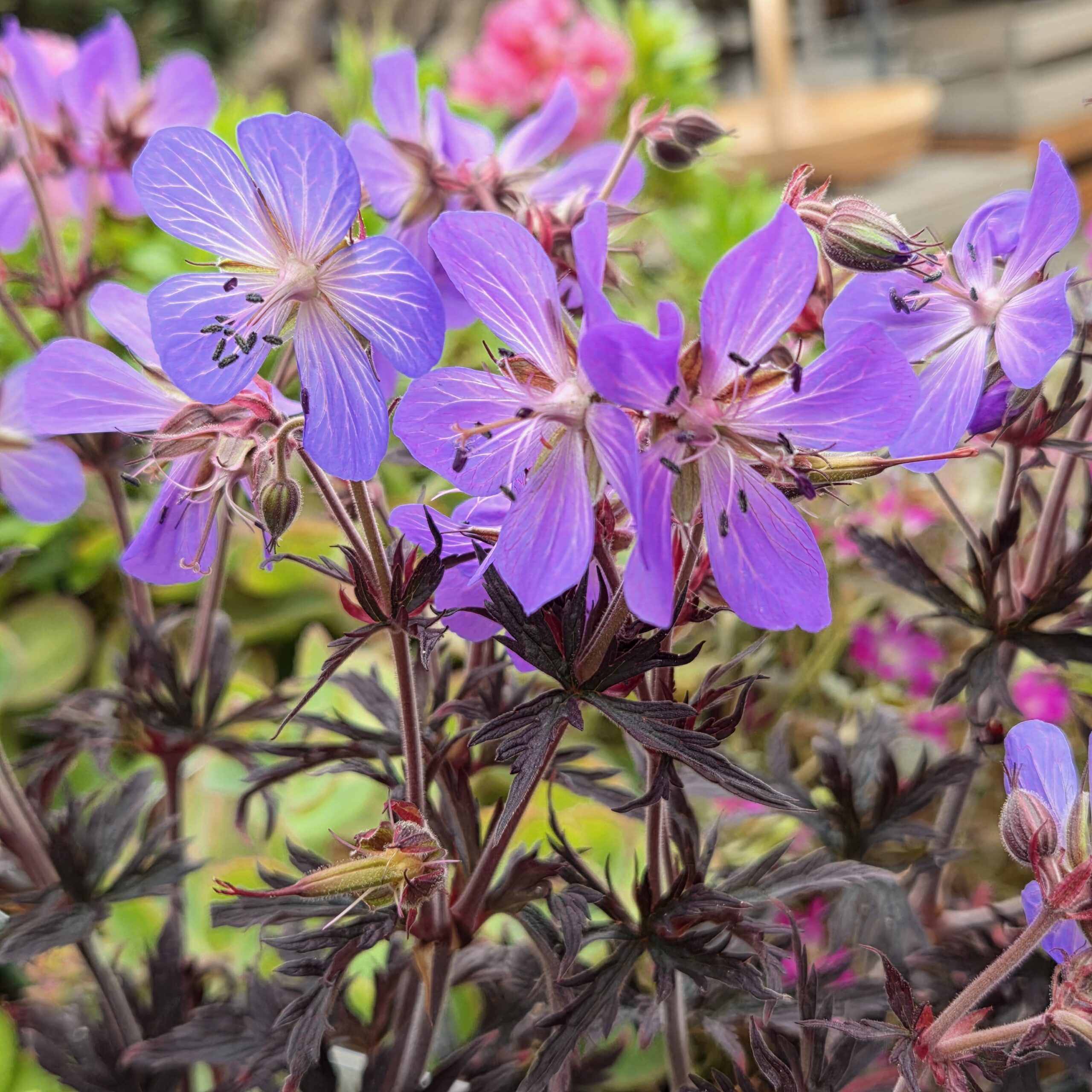 GERANIUM pratense 'Midnight Reiter'