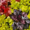 Heuchera - Alunrot