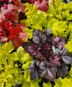 Heuchera - Alunrot