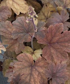 Alternative view of Heucherella - Alunrot hybrid