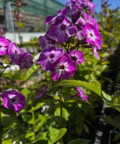 PHLOX pani. 'Flame'® Purple Eye
