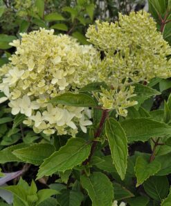 Syrinhortensia - Hydrangea paniculata - Bilde 4