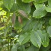 Juglans regla