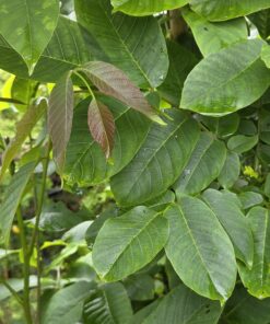Juglans regla