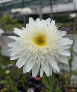LEUCANTHEMUM MAXIMUM 'WIRRAL SUPREME'