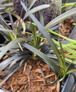 OPHIOPOGON planiscapus 'Nigrescens'