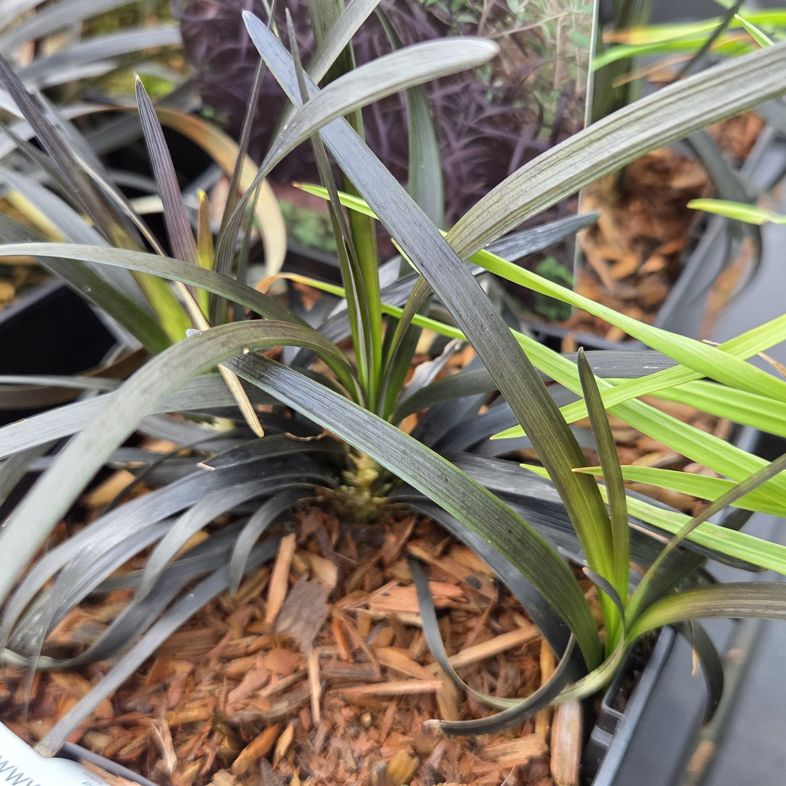 OPHIOPOGON planiscapus 'Nigrescens'