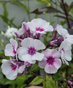 PHLOX pani. Adessa® Pink Star