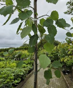 Populus tremula erecta