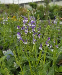 Salvia 'Azure Snow'