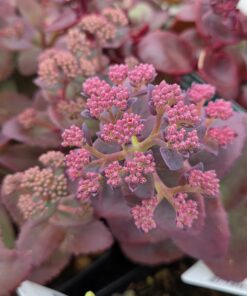 SEDUM hybrid 'Coraljade'