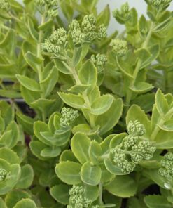SEDUM hybrid 'Herbstfreude'