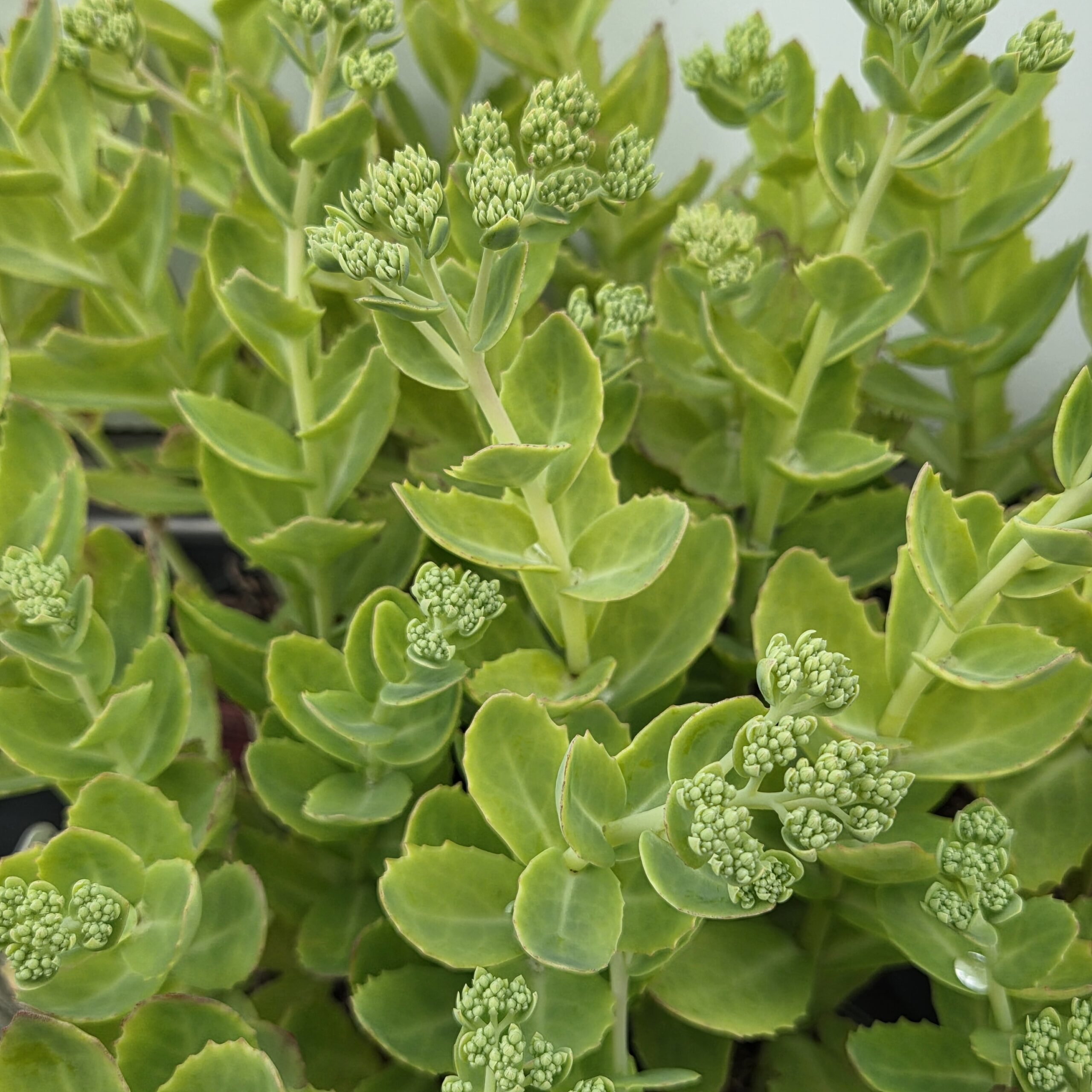 SEDUM hybrid 'Herbstfreude'