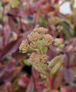 SEDUM telephium ssp maximum
