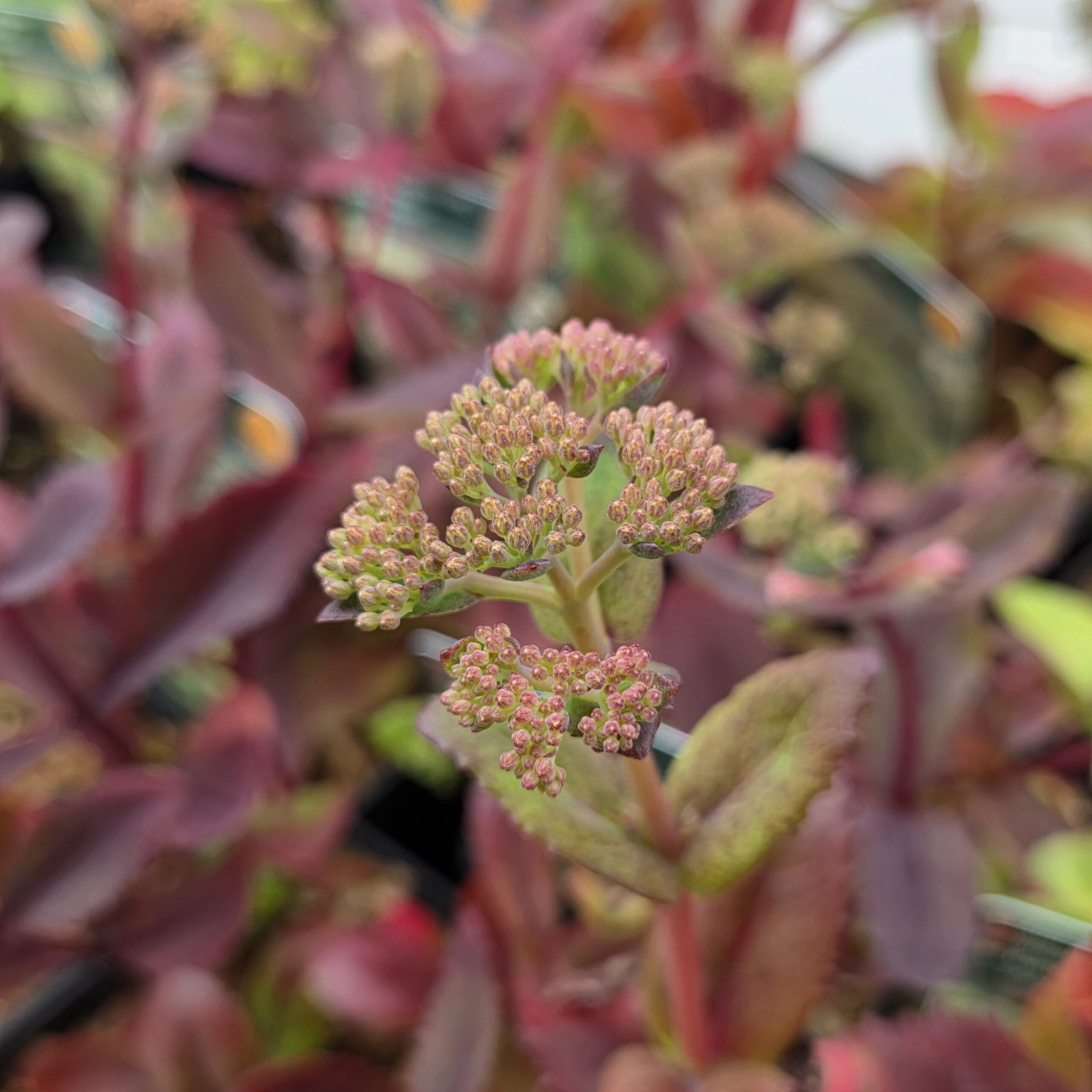 SEDUM telephium ssp maximum