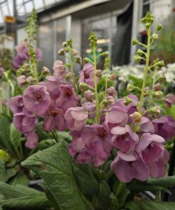 VERBASCUM 'Smokey'