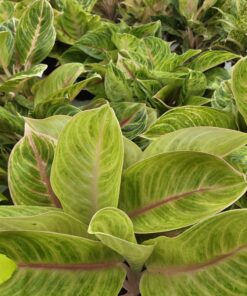 Alternative view of Aglaonema - Sjømannstrøst