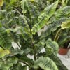 Alpinia rugosa