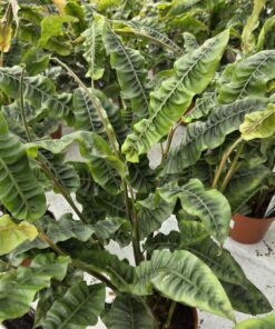 Alpinia rugosa