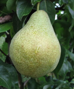 Pyrus communis  'Anna'
